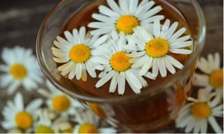 Chamomile 829220 1920